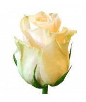 Роза кремовая поштучно 60-70 см. 
